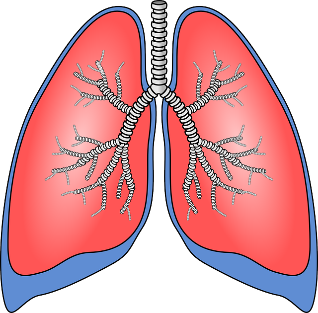 The Human Lungs Are As Important As The Heart Lungs 154282 640