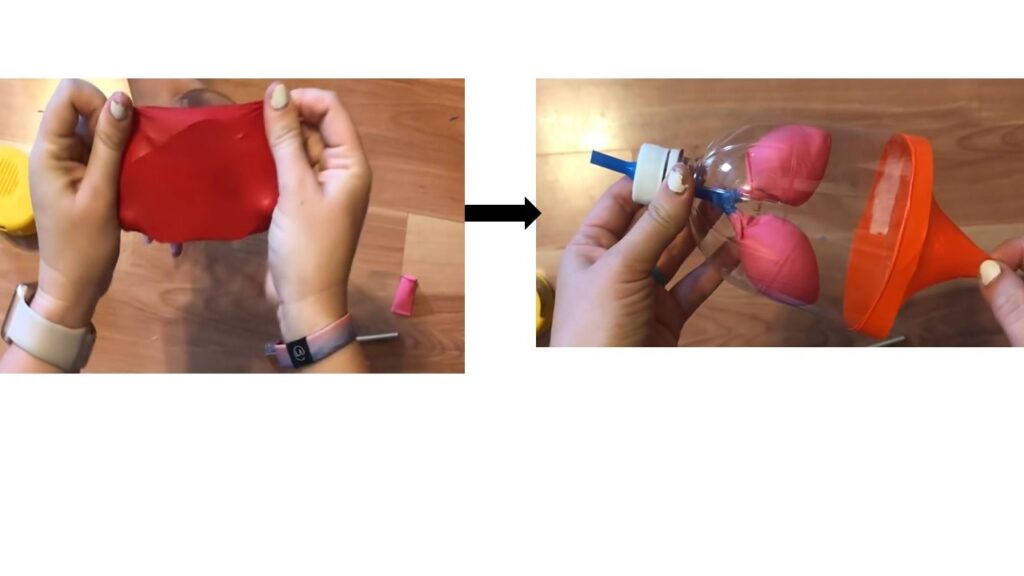 The Human Lungs Are As Important As The Heart Lungs 3 1024x576